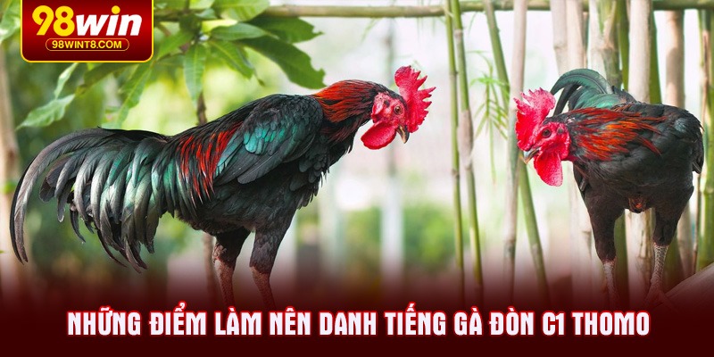Những điểm làm nên danh tiếng gà đòn C1 Thomo